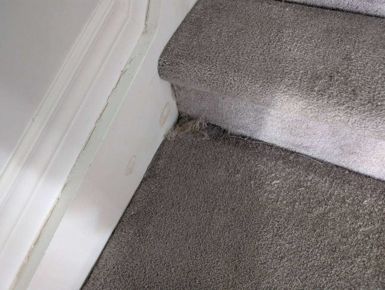 Carpet Repair, Stretching & Patching in Stittsville – 10 sq ft Area Restoration
