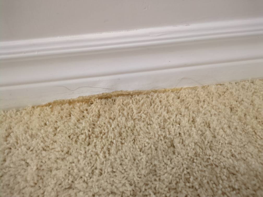 Staircase Carpet & Baseboard Restoration Project in Findlay Creek