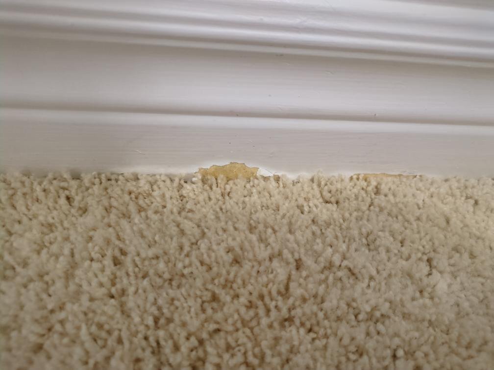 Staircase Carpet & Baseboard Restoration Project in Findlay Creek